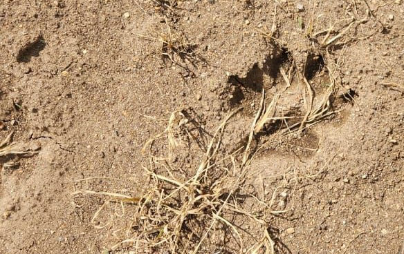 Encuentran huellas de gran felino en La Piedad