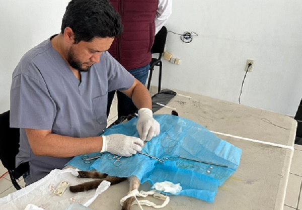 Realizan campaña de esterilización canina y felina en Yurécuaro.