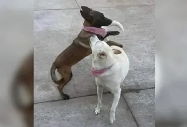 Investiga FGE crueldad animal registrada en el municipio de Tangancícuaro
