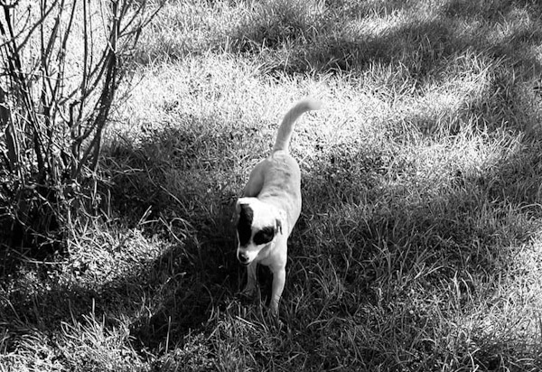 Acusan a camioneta de FGE Zamora de atropellar a perrito