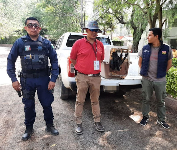 Guardia Civil y PROFEPA, rescatan a un mono araña