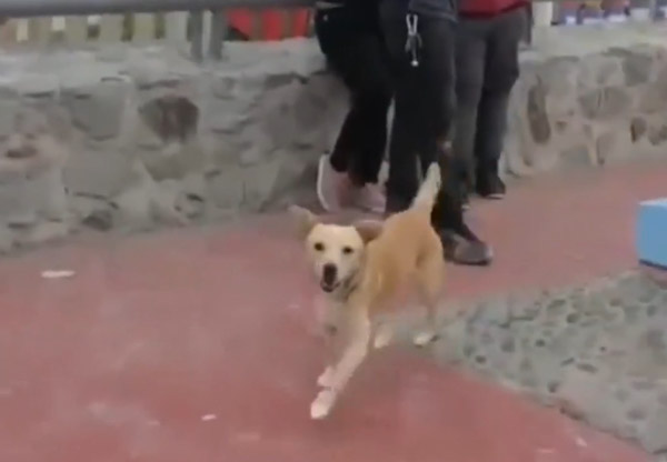 Deportan a “Oso” el perro que cruzó la frontera