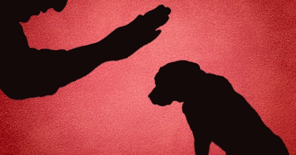 Vinculan a proceso a presunto responsable de maltrato animal.