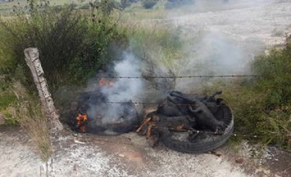 Investiga FGE muerte de 13 caninos en Maravatío