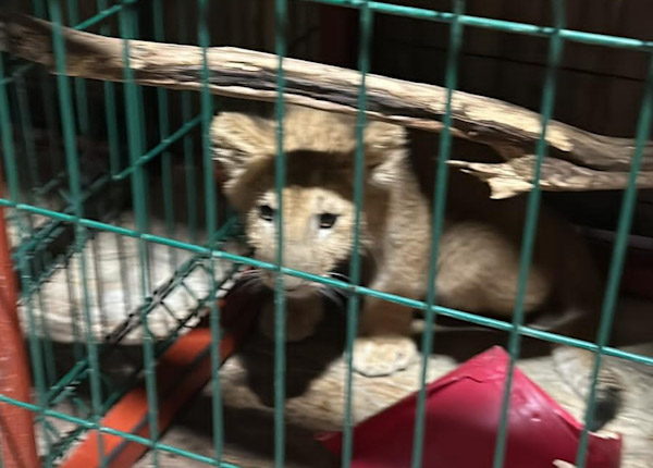 En cateo rescatan a 3 felinos en cautiverio, en Tinaja de Vargas