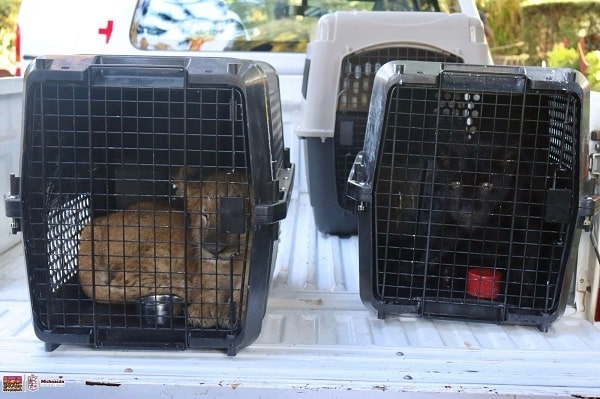 Llegan a zoológico de Morelia 3 felinos rescatados