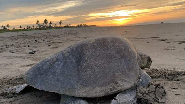 Destina compesca 2 mdp para protección de la tortuga marina