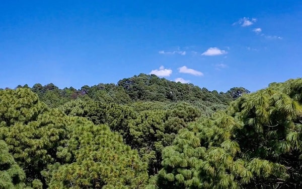 Planean reforestar 16 mil hectáreas de bosque en Michoacán