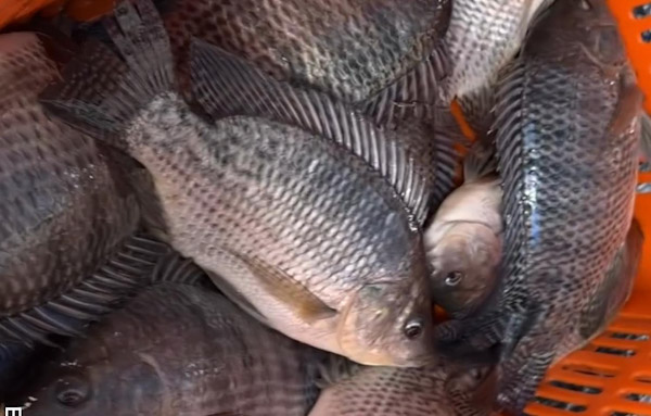 P<em>ide SSM extremar precauciones al consumir pescados y mariscos</em>
