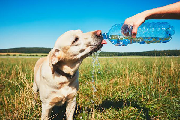 <em>Protege a tus mascotas del calor con estas recomendaciones de la SSM</em>