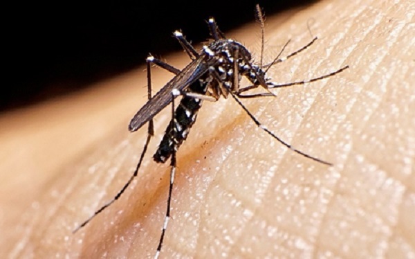 Ofrecen medidas para prevenir dengue en entornos escolares