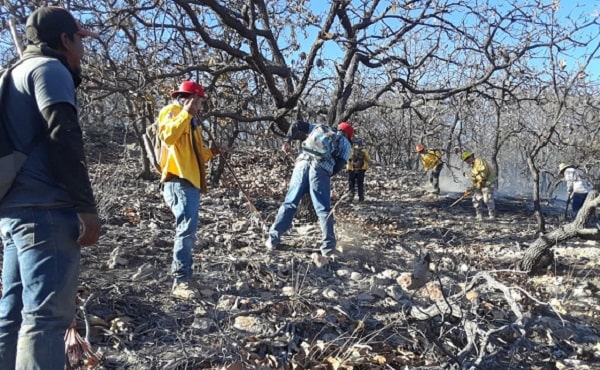 Combaten incendio forestal en sierra de Pénjamo