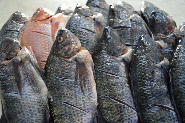 Evita intoxicaciones por pescados y mariscos