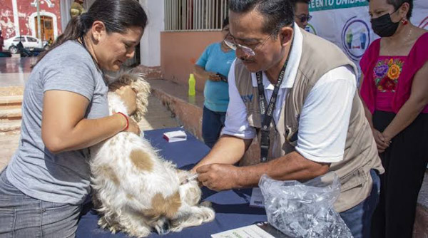 Vacuna a tus mascotas para protegerlas contra la rabia