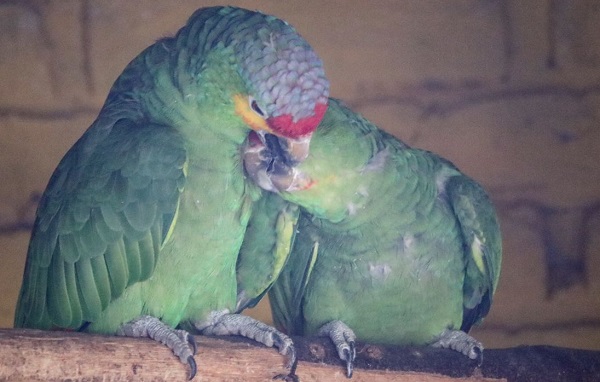 Eclipse solar engaña a animales de zoologico de Morelia