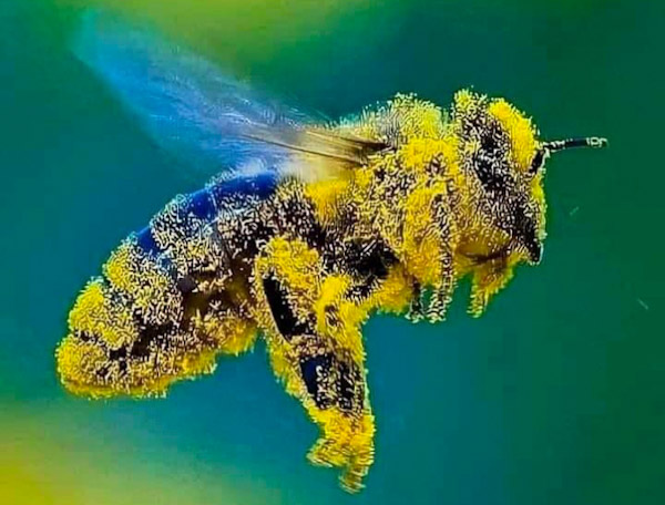Hoy es día mundial de las abejas.