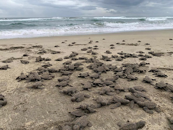 Liberan 2.4 millones de crías de tortuga marina en playas de Michoacán