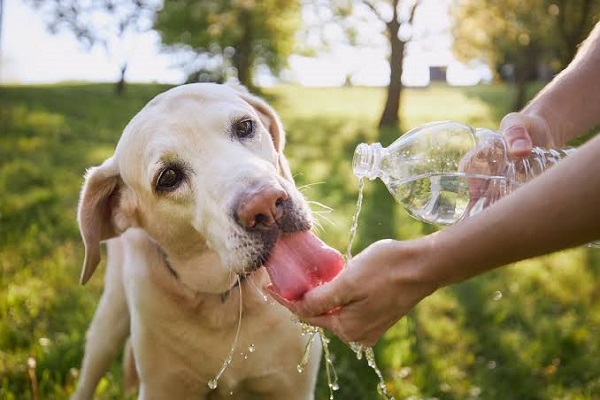 Identifica la deshidratación o golpes de calor en mascotas