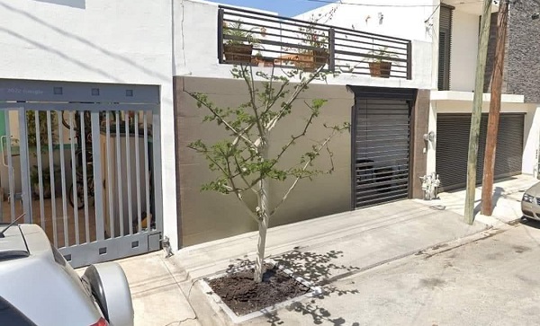 Viralizan reto de romper banquetas para plantar árboles