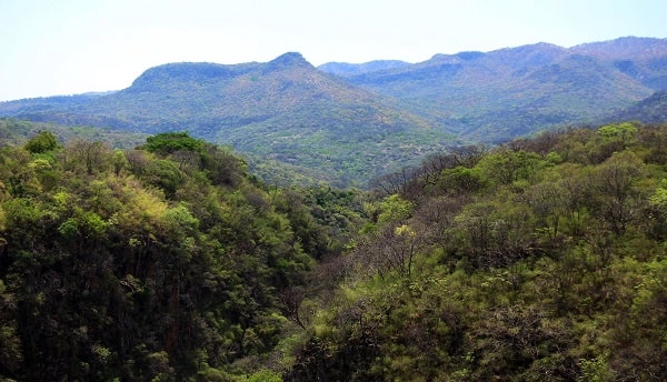 Michoacán protege más de 31 mil hectáreas de bosques tropicales secos