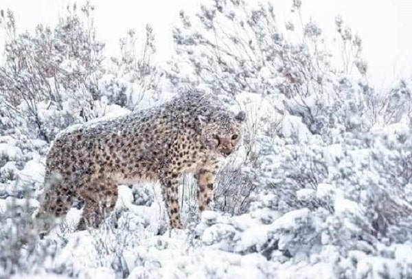Registran nevada en África