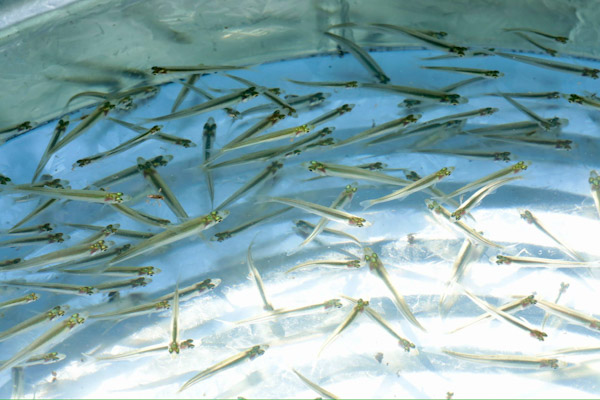 Siembra de 50 mil crías de pescado blanco en el lago de Pátzcuaro