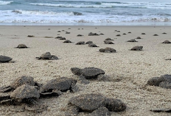 Nacen en playas michoacanas las primeras tortugas golfinas de la temporada