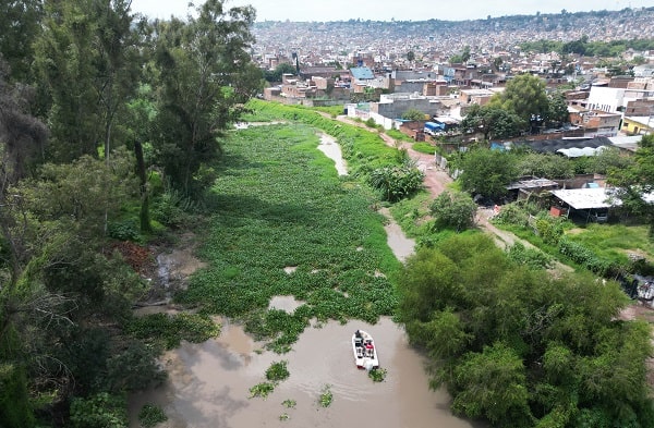 Retiran lirio en un tramo del cauce del Río Lerma en La Piedad