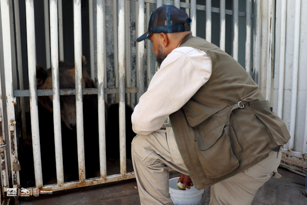 Entrena Zoológico de Morelia a osa pardo para cuidar su salud