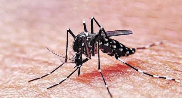 Combate el dengue desde casa con estas sencillas acciones