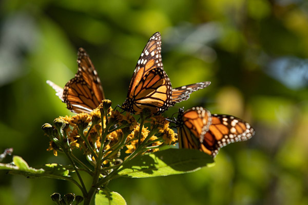 Llegan Mariposas Monarca a Michoacán; acompañarán la Noche de Muertos