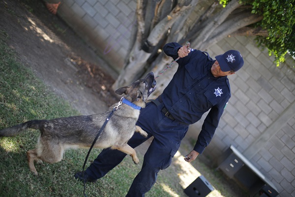 Chantal y Billie, las nuevas agentes caninas de la Guardia Civil