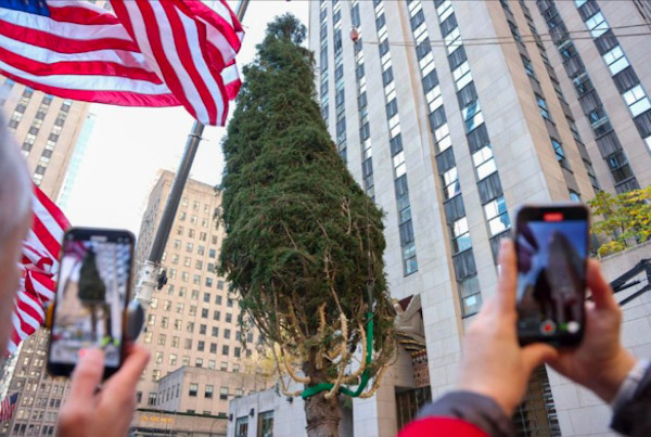 Rockefeller Center tendrá árbol navideño de 22 metros.