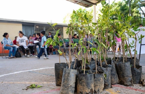 Entregan árboles frutales a familias de sector rural