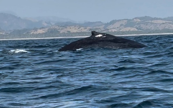 Llegan ballenas a costas de Michoacán ¡Increíble!