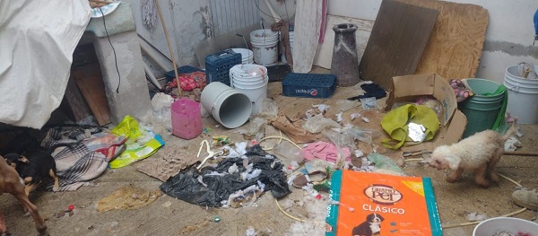 FGE rescata 29 caninos víctimas de maltrato animal en La Piedad