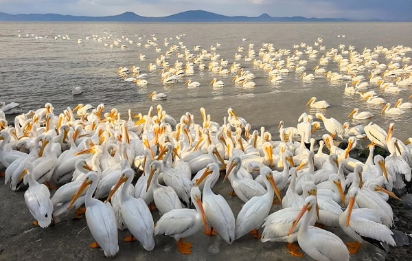 Petatán se pinta de blanco con la llegada de 23 mil pelícanos