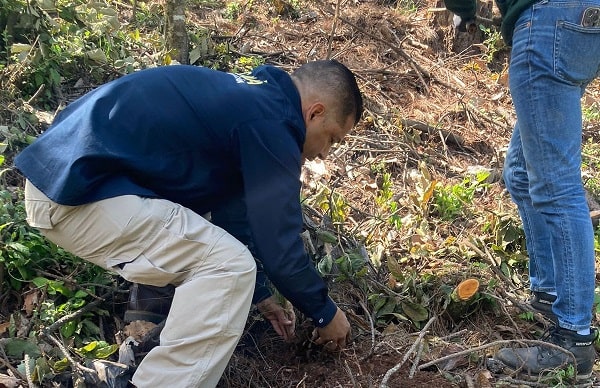 A reforestar 37 árboles de pino, condicionan a dos vinculados a proceso por delitos contra el ambiente