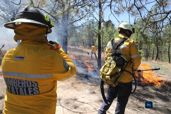 Esto es lo que debes hacer ante desplazamiento de fauna silvestre por incendios.