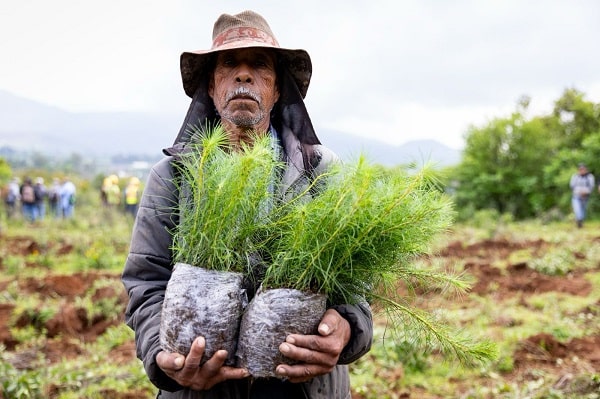 Michoacán reforestará 10 millones de árboles