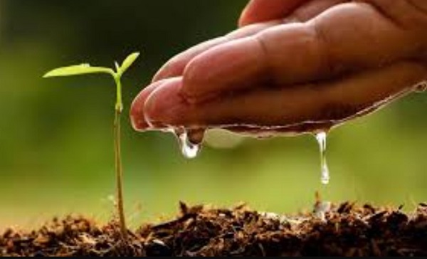 En julio inicia dispersión aérea de 200 mil semillas para reforestar