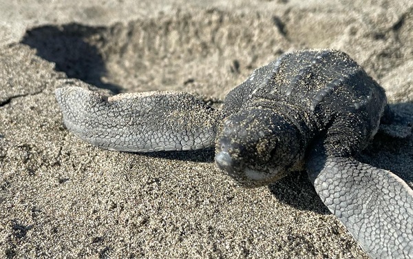 Nacen 5 millones de crías de tortugas marinas en Michoacán