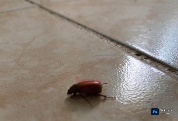 Cuclines, insectos beneficos que proliferan en verano