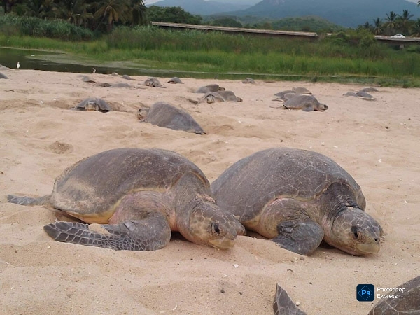 Comienzan arribazones masivas de tortugas marinas en Michoacán: Compesca*
