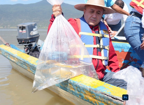 Liberan 30 mil crías de pez blanco y acúmara en lago de Pátzcuaro