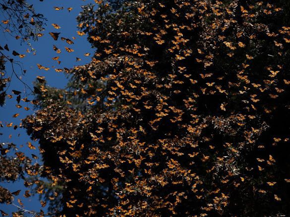Abren santuarios de la Monarca; llaman a EUA y Canadá a acciones de conservación