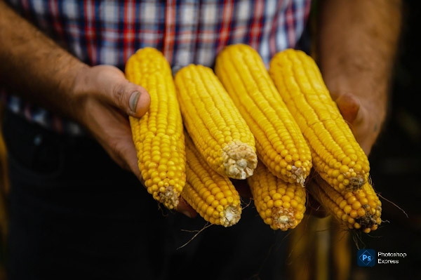 Publican mecánica operativa del apoyo complementario al precio del maíz