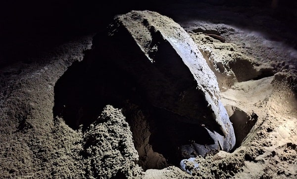 Llegan primeras tortugas laúd a la costa de Michoacán