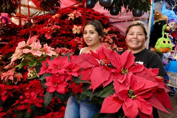 Michoacán; es el segundo mayor productor de Nochebuena
