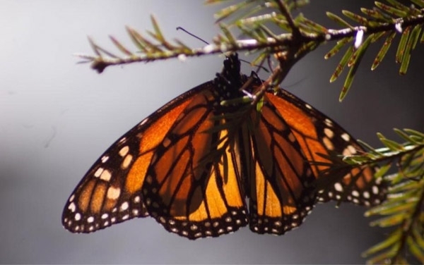 Uso de pólvora afecta a fauna silvestre y doméstica